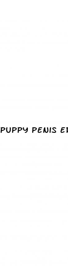 puppy penis erection