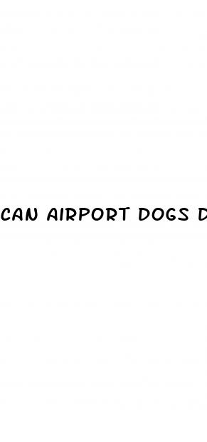 can airport dogs detect cbd gummies