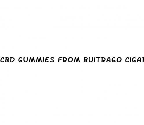 cbd gummies from buitrago cigars