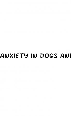 anxiety in dogs and cbd oil