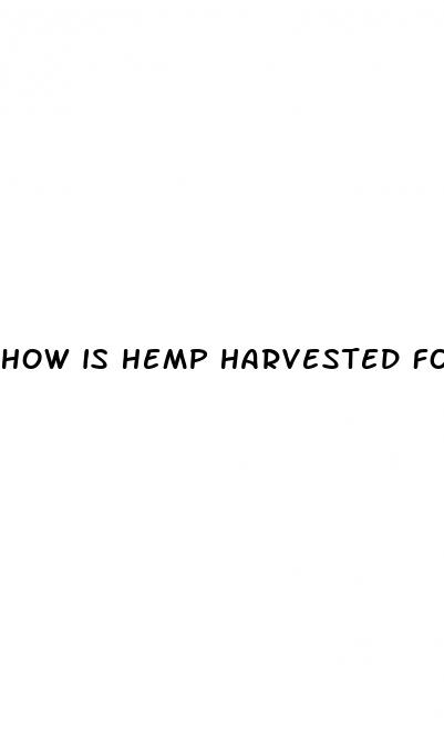 how is hemp harvested for cbd oil