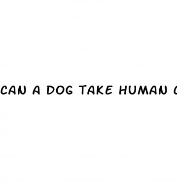 can a dog take human cbd oil