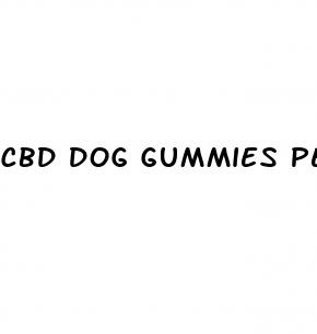 cbd dog gummies petsmart