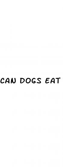 can dogs eat human cbd gummies