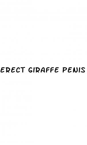erect giraffe penis