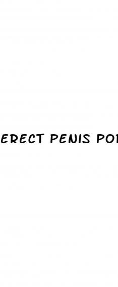 erect penis porn