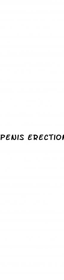 penis erection anatomy