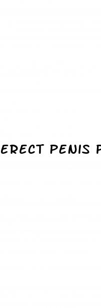 erect penis pain