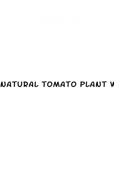 natural tomato plant weight loss pills