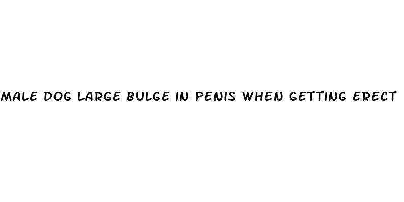 male dog large bulge in penis when getting erect