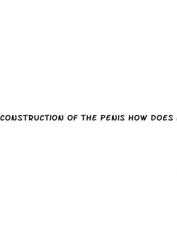 construction of the penis how does it erect
