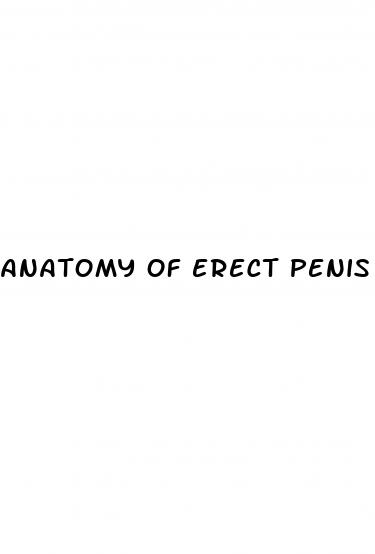 anatomy of erect penis