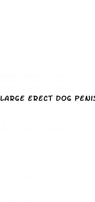 large erect dog penis
