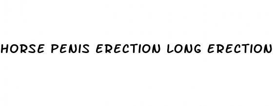 horse penis erection long erection