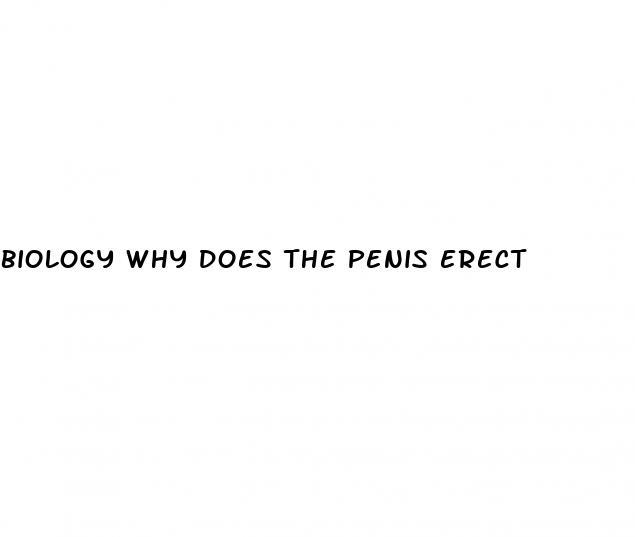 biology why does the penis erect