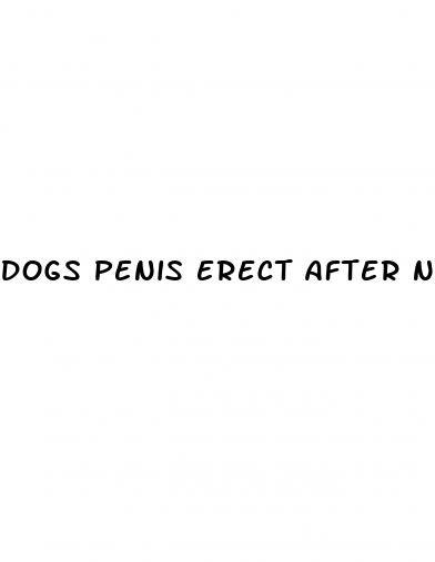 dogs penis erect after neutering