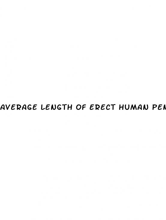average length of erect human penis