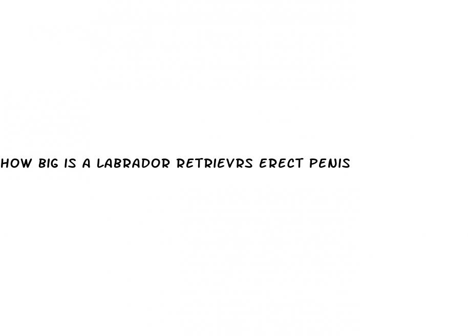 how big is a labrador retrievrs erect penis