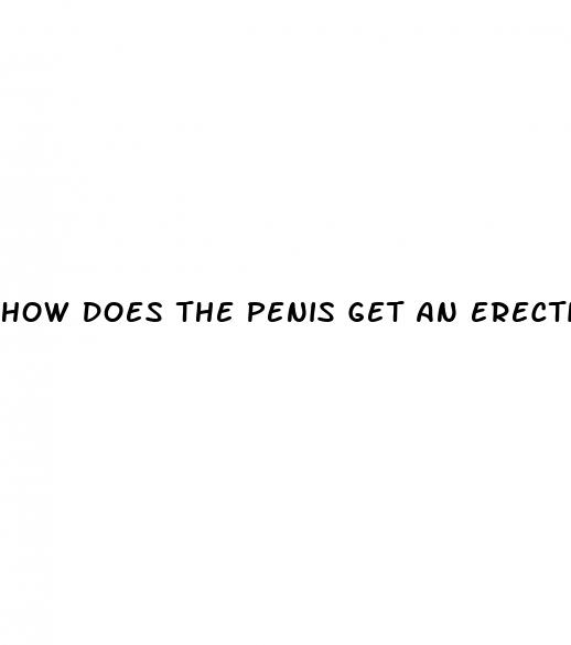 how does the penis get an erection