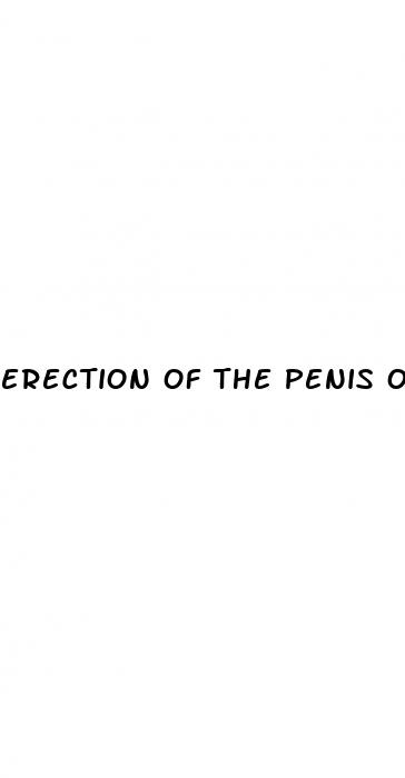 erection of the penis or clitoris