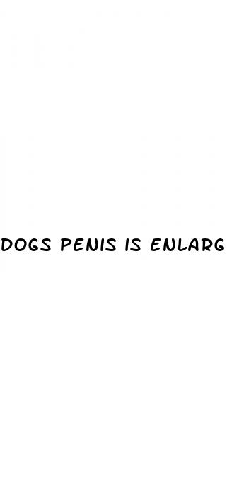dogs penis is enlarged
