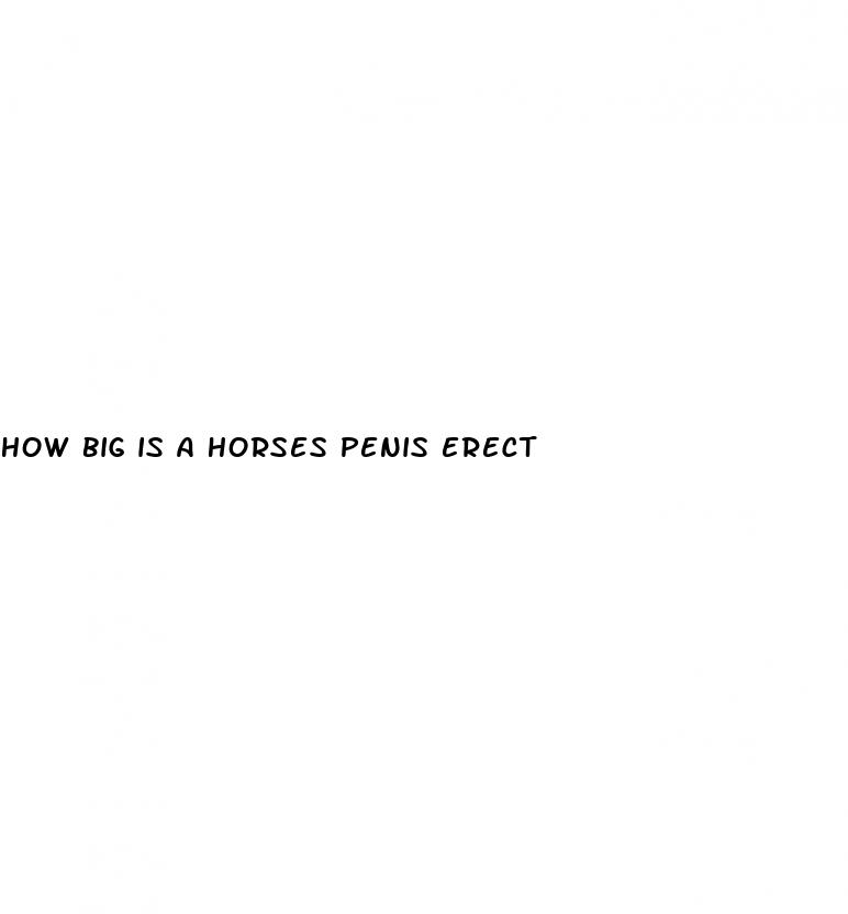 how big is a horses penis erect