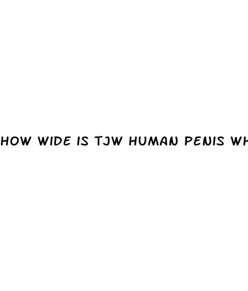 how wide is tjw human penis when erect