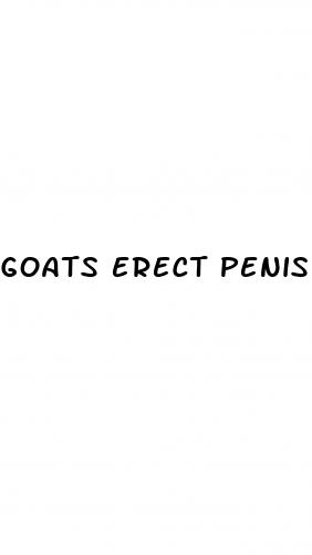 goats erect penis reign in blood