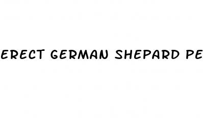 erect german shepard penis