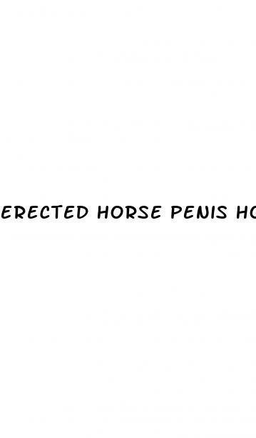 erected horse penis how its stored