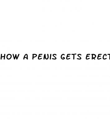 how a penis gets erect