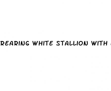 rearing white stallion with erect penis from france