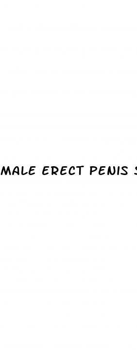male erect penis size