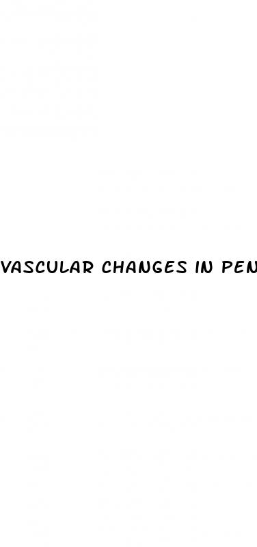 vascular changes in penis during erection