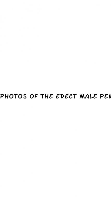 photos of the erect male penis