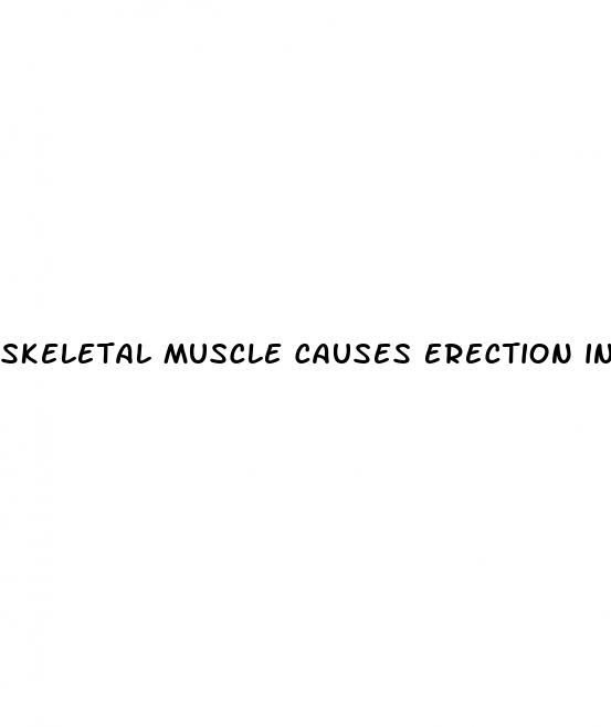 skeletal muscle causes erection in penis