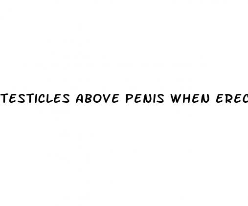 testicles above penis when erect