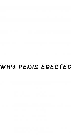 why penis erected in morning
