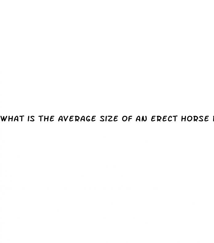 what is the average size of an erect horse penis
