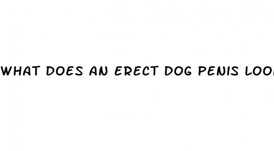 what does an erect dog penis look like