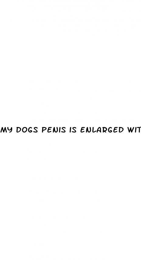 my dogs penis is enlarged with swelling at the base