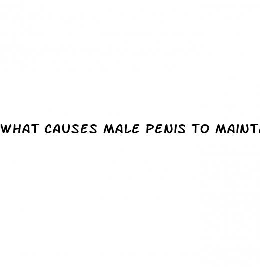 what causes male penis to maintain an erection