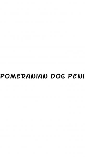 pomeranian dog penis with erection photo