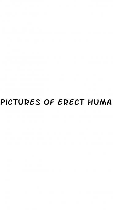 pictures of erect human penis