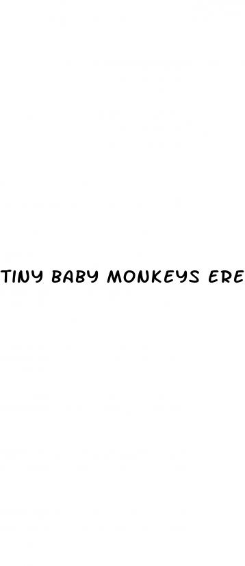 tiny baby monkeys erect penis