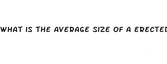 what is the average size of a erected penis