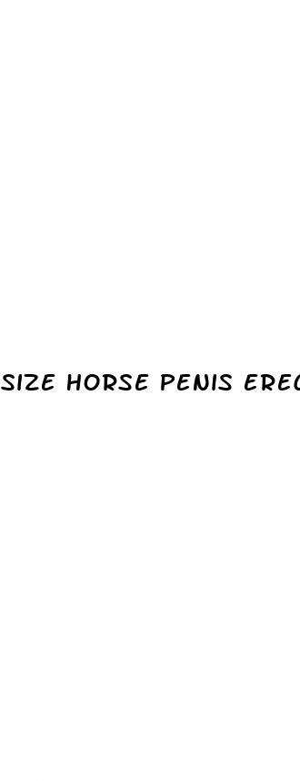 size horse penis erect