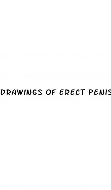 drawings of erect penis