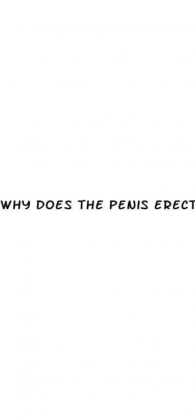 why does the penis erect in the morning