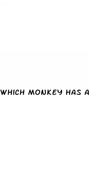 which monkey has a permanent erect penis
